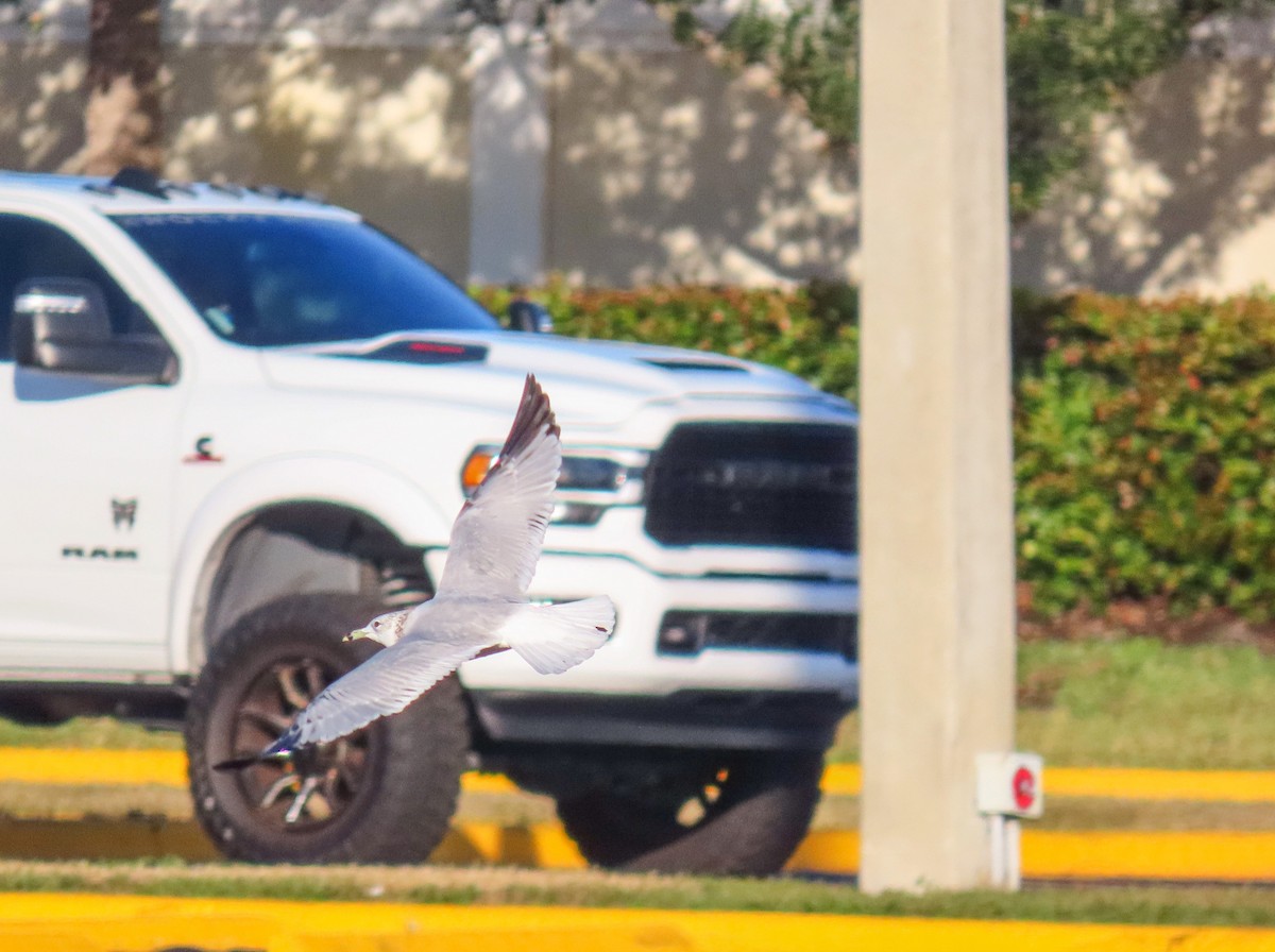 Ацтекская чайка - ML647022157