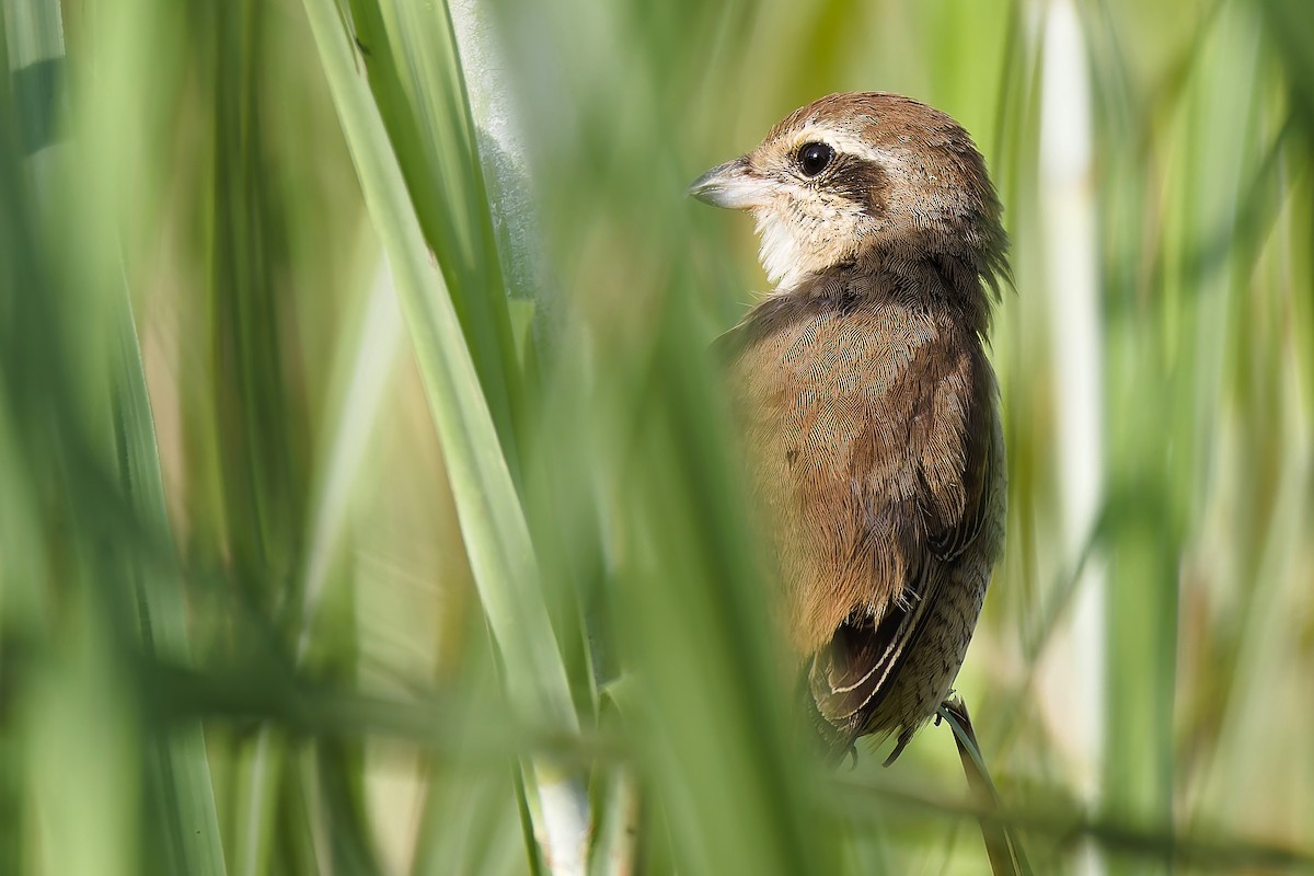 Brown Shrike - ML647022159