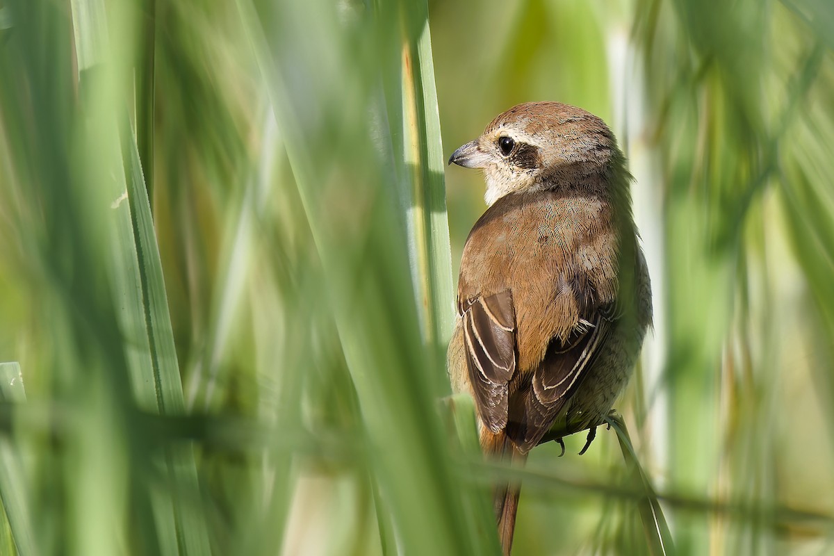 Brown Shrike - ML647022160