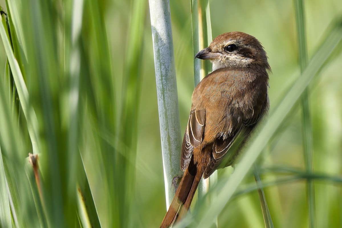 Brown Shrike - ML647022161