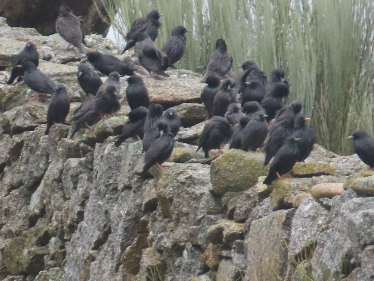 Einfarbstar - ML647022162