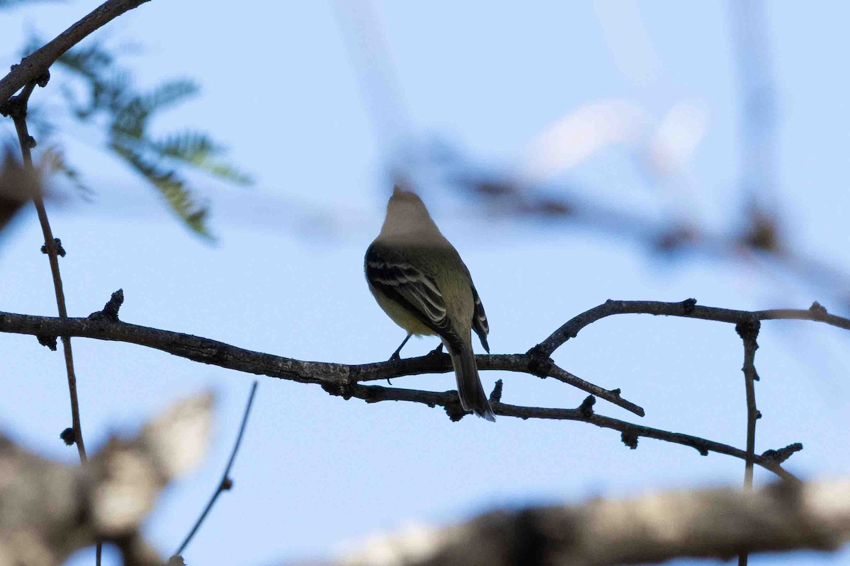Hammond's Flycatcher - ML647022164
