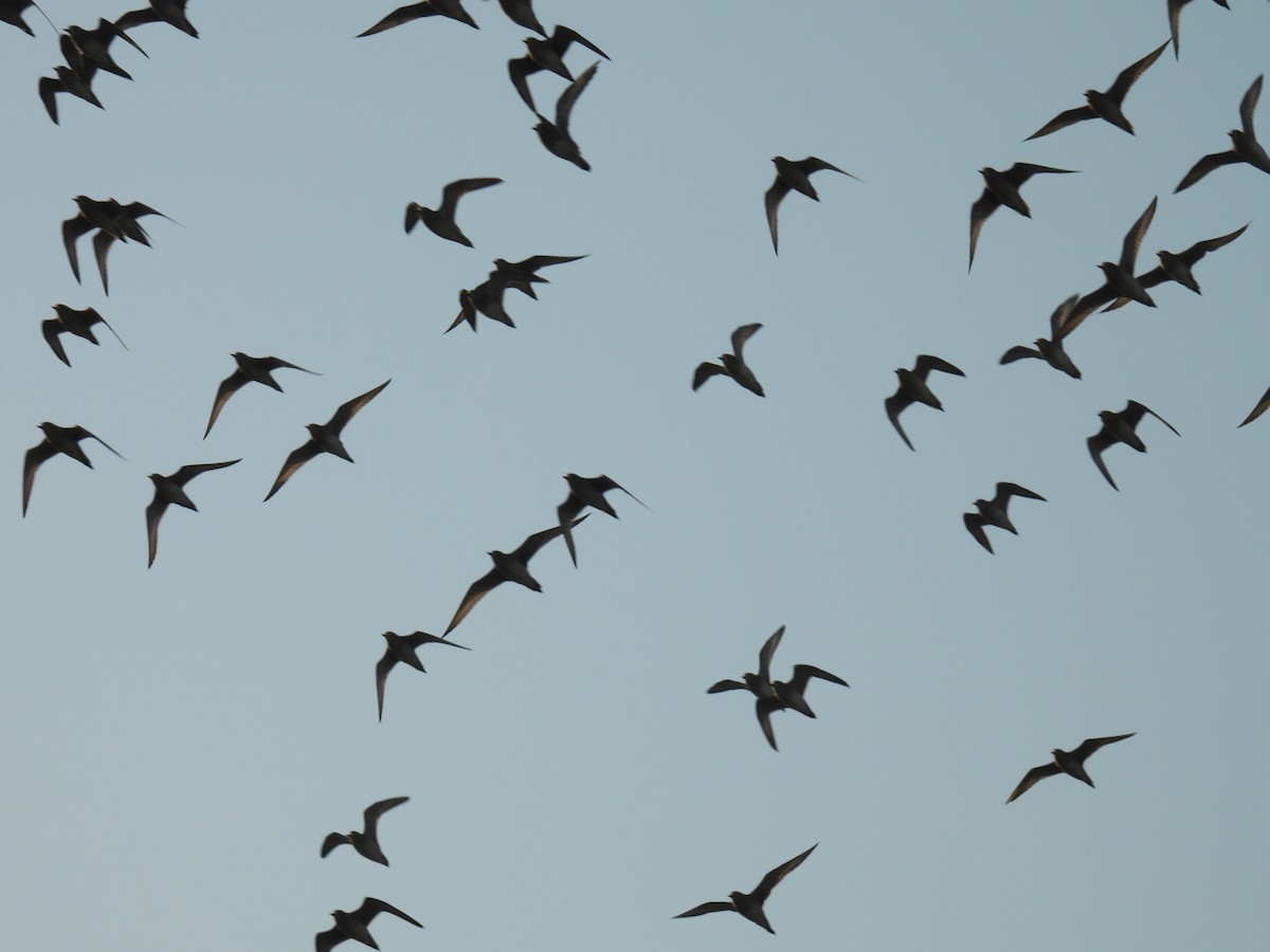 Pacific Golden-Plover - ML647022170