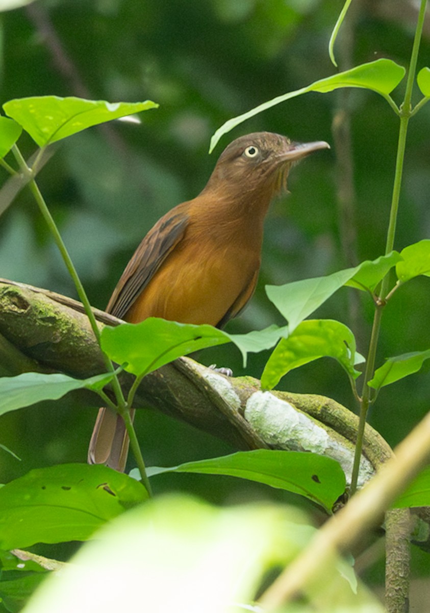 Dull-capped Attila - ML647022172