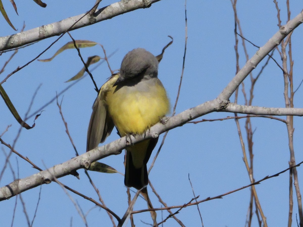 Tyran de l'Ouest - ML647022173