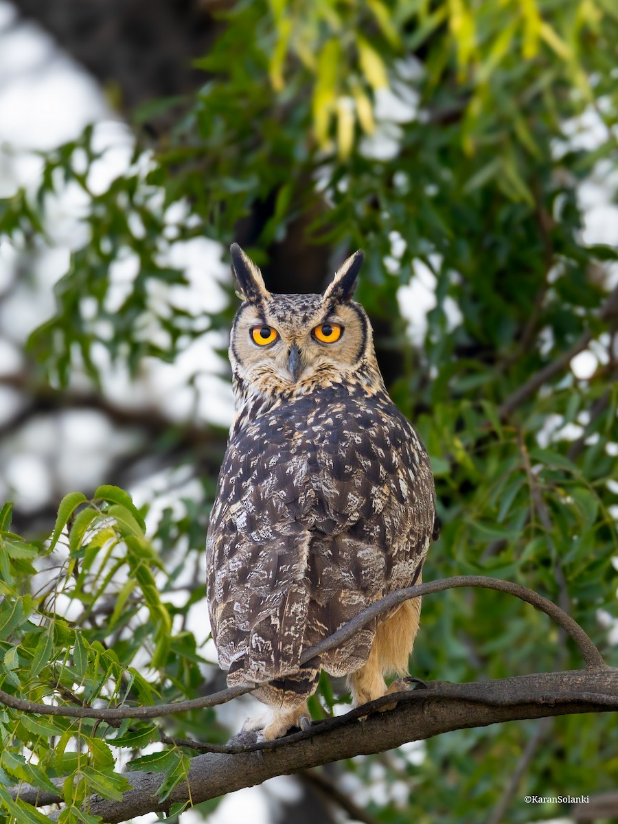 Rock Eagle-Owl - ML647022175