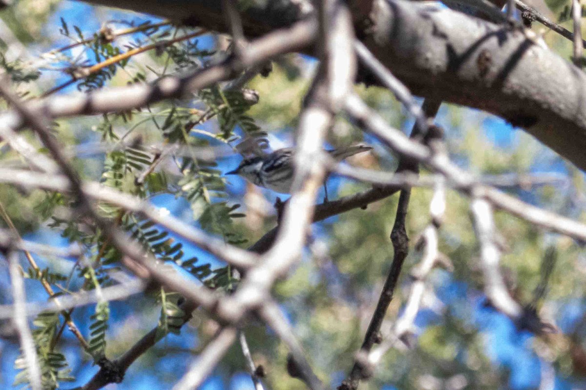 Kara Şeritli Ötleğen - ML647022177