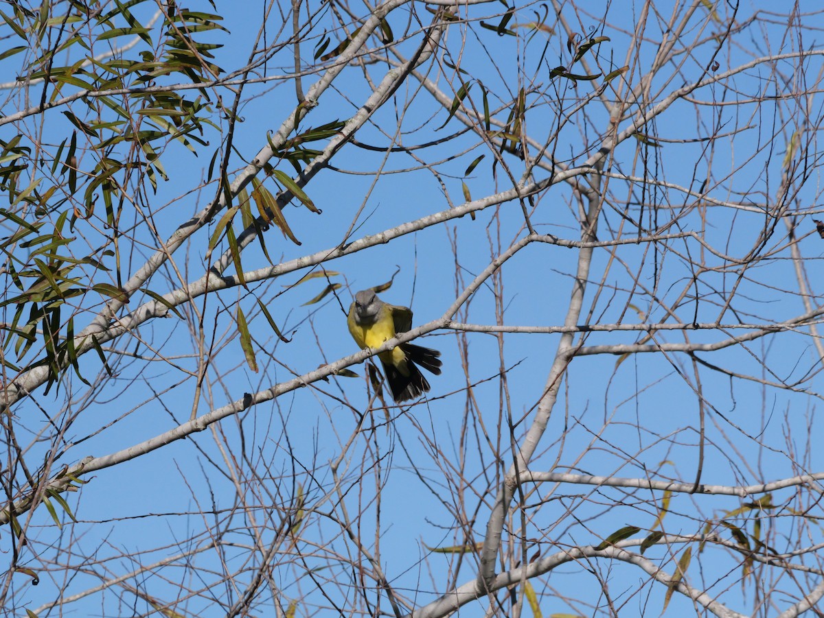 Tyran de l'Ouest - ML647022180