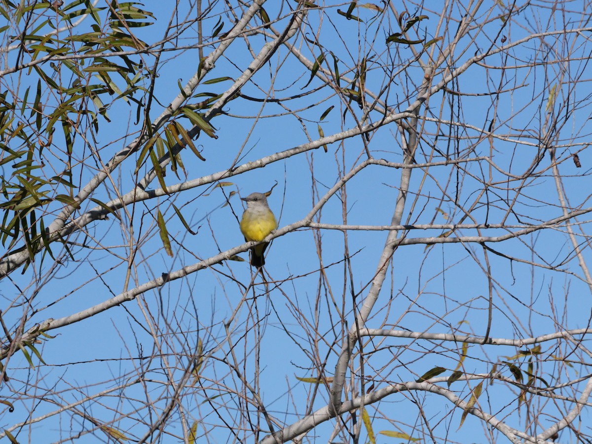 Tyran de l'Ouest - ML647022184