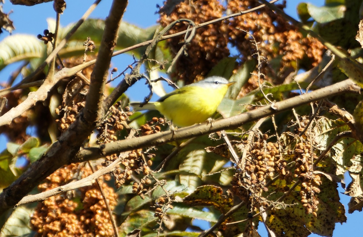 Gray-hooded Warbler - ML647022187