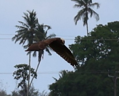 Western Marsh Harrier - ML647022197