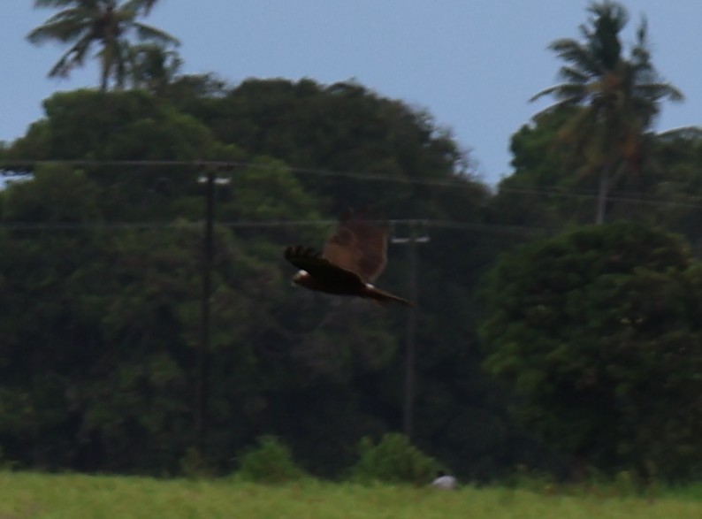 Western Marsh Harrier - ML647022201