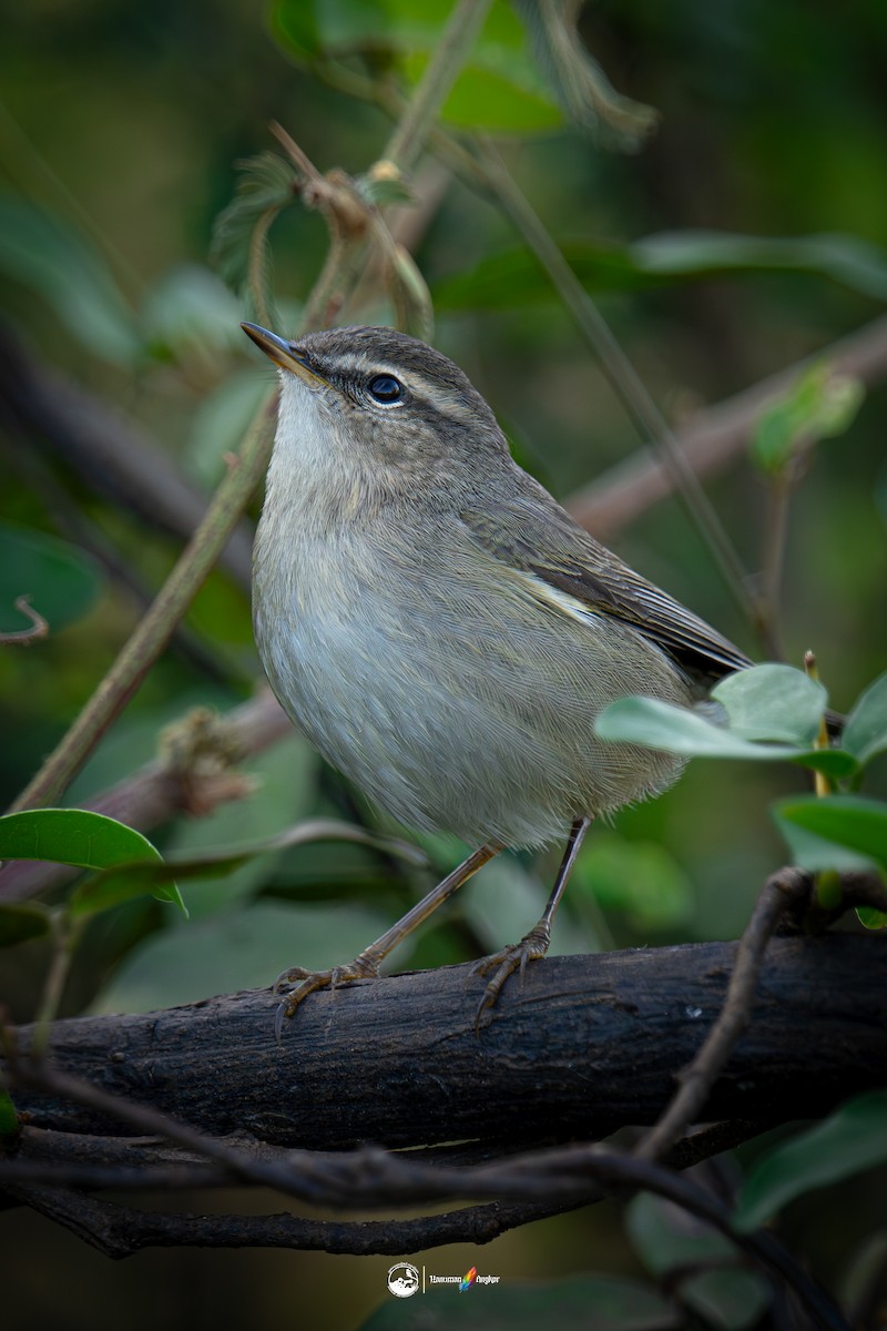 עלווית כהה - ML647022202
