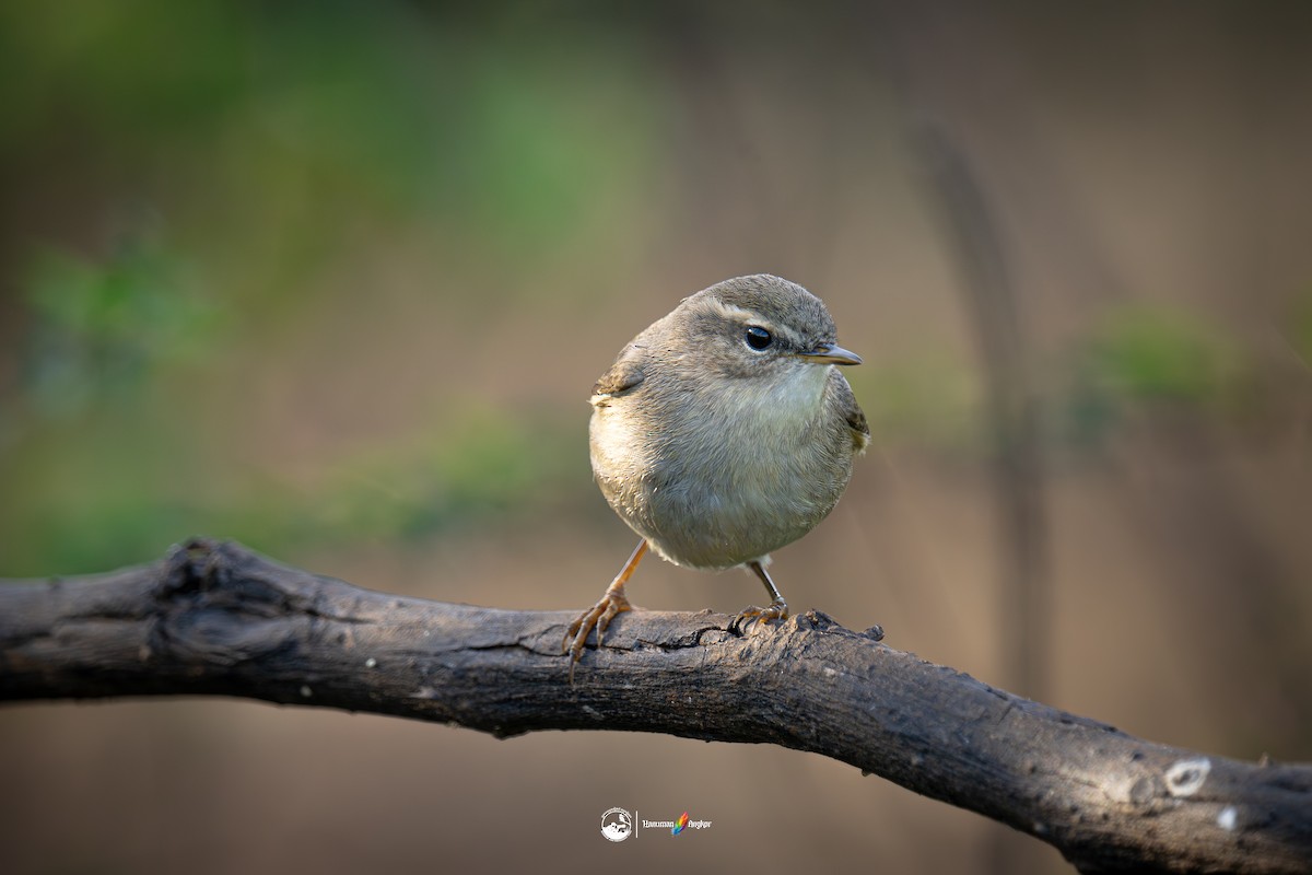 עלווית כהה - ML647022203