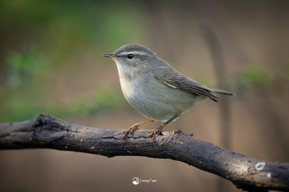 עלווית כהה - ML647022204