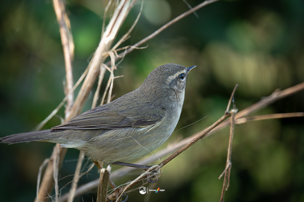 עלווית כהה - ML647022205
