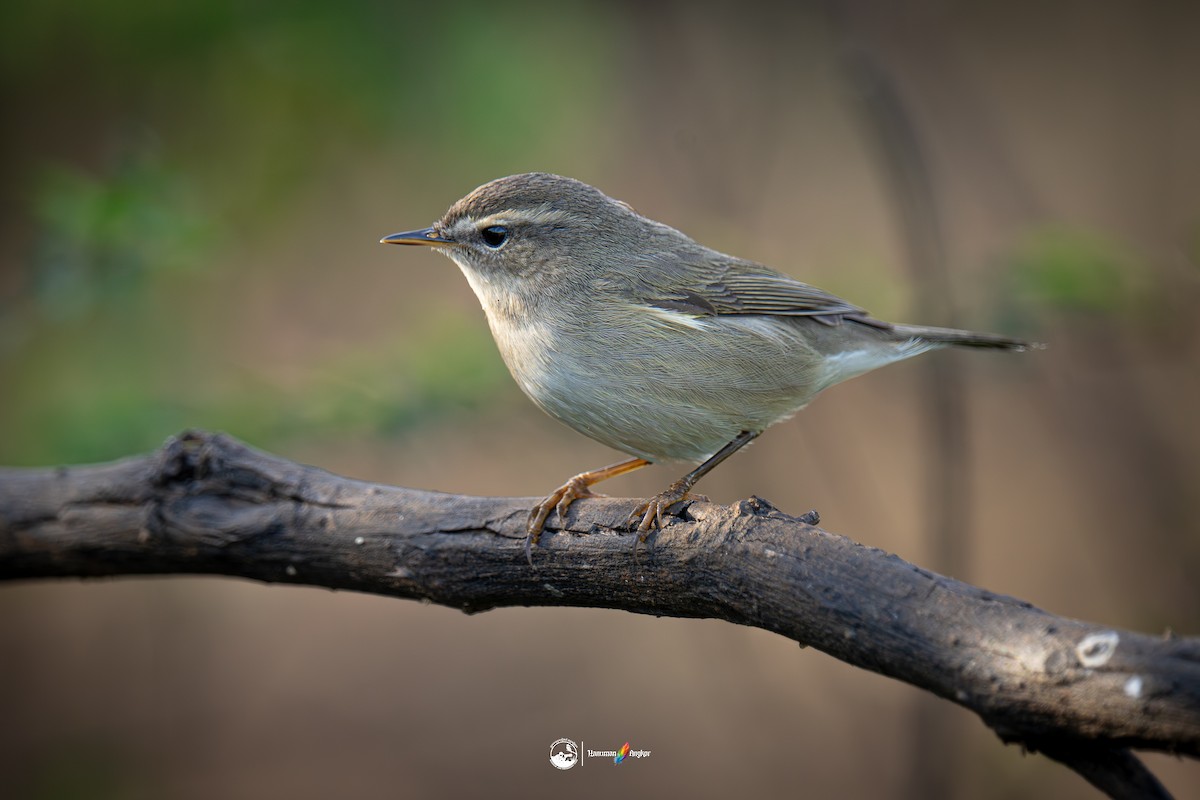 עלווית כהה - ML647022206