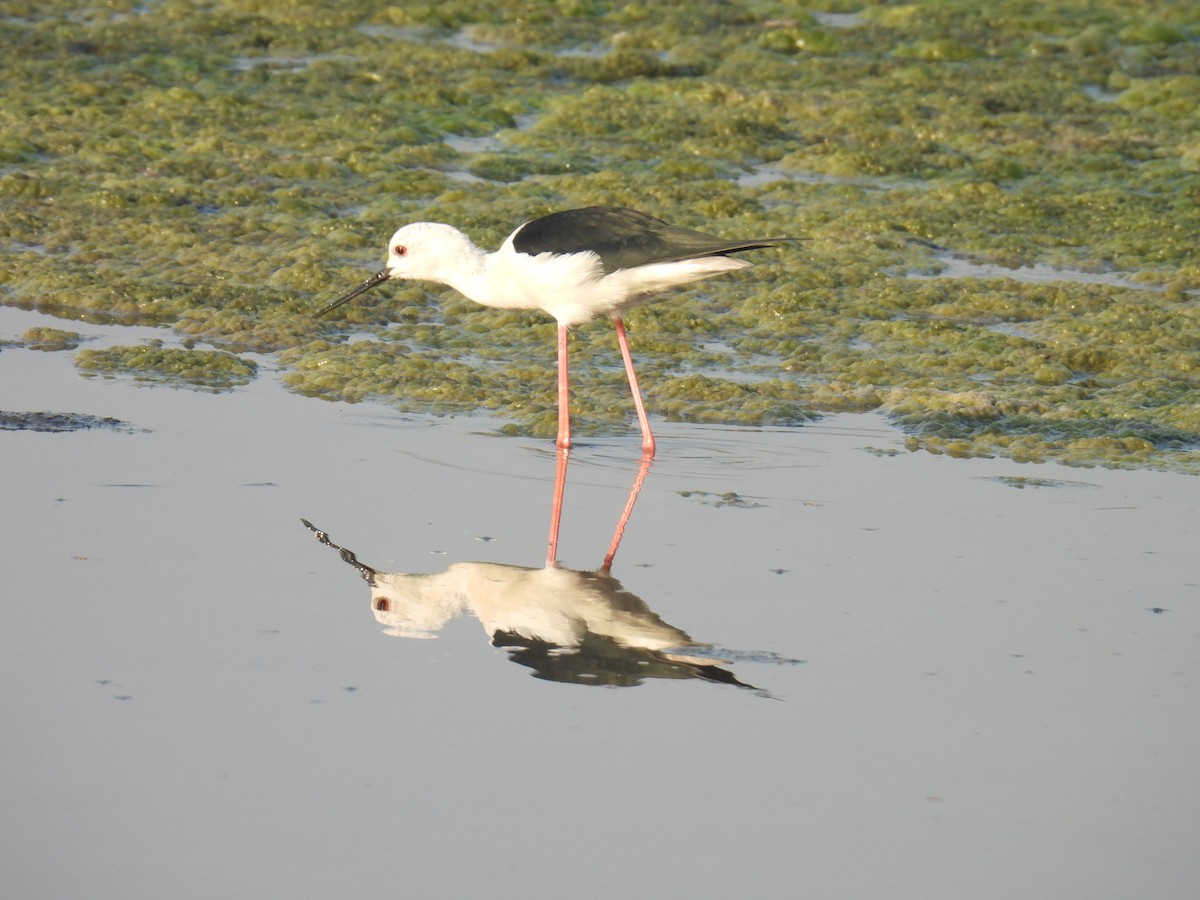 Black-winged Stilt - ML647022207