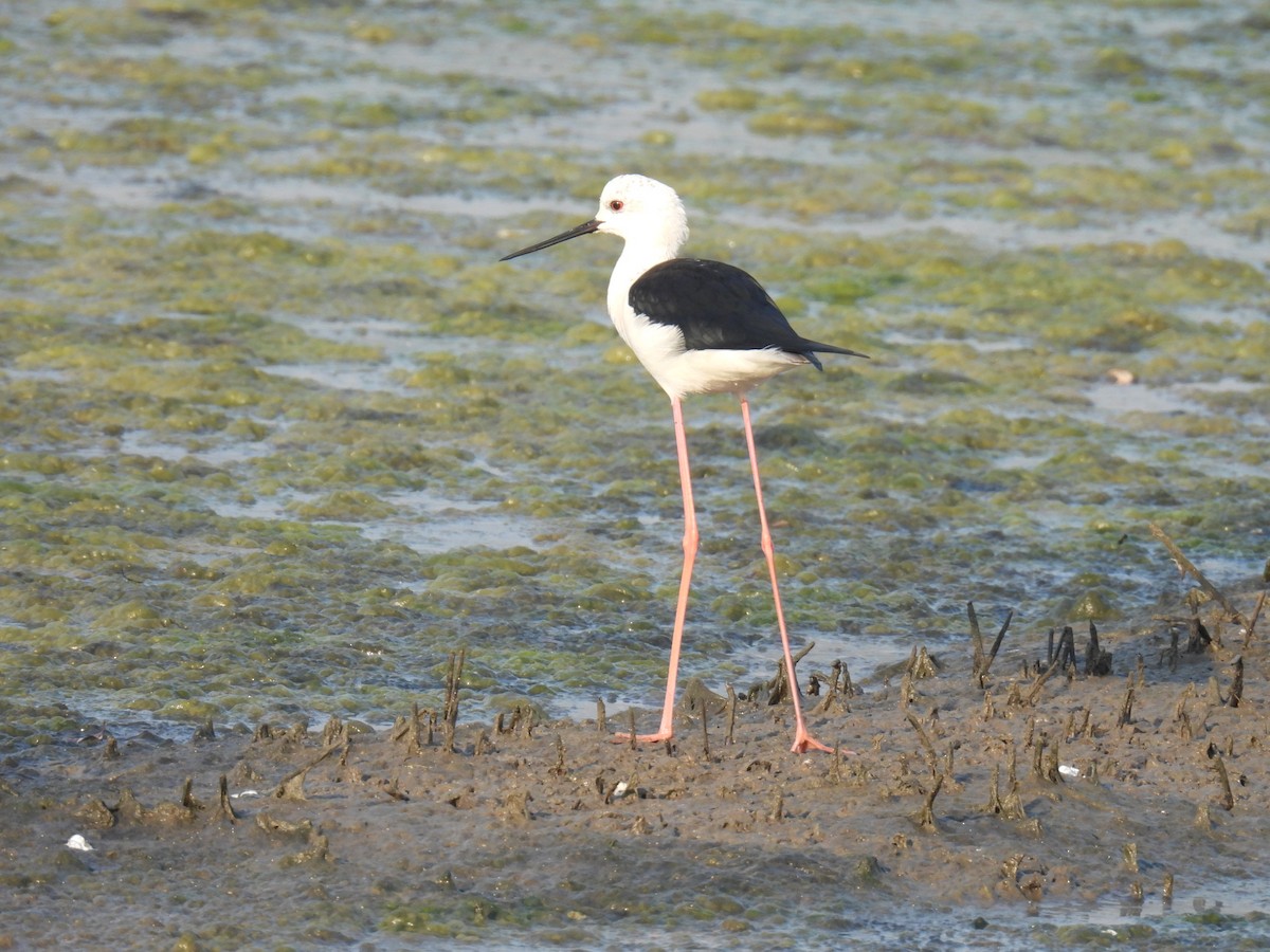 Black-winged Stilt - ML647022208