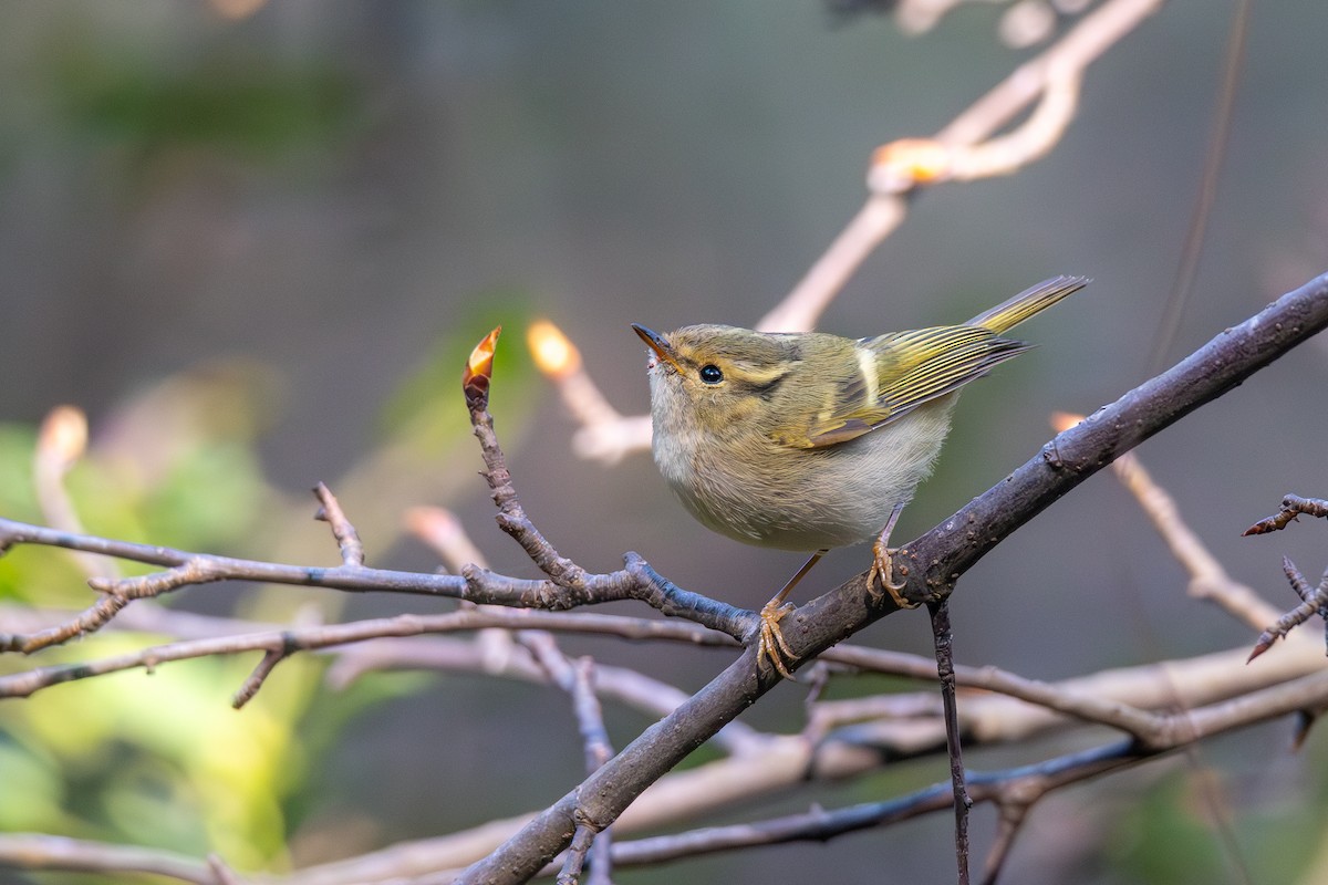 Lemon-rumped Warbler - ML647022210