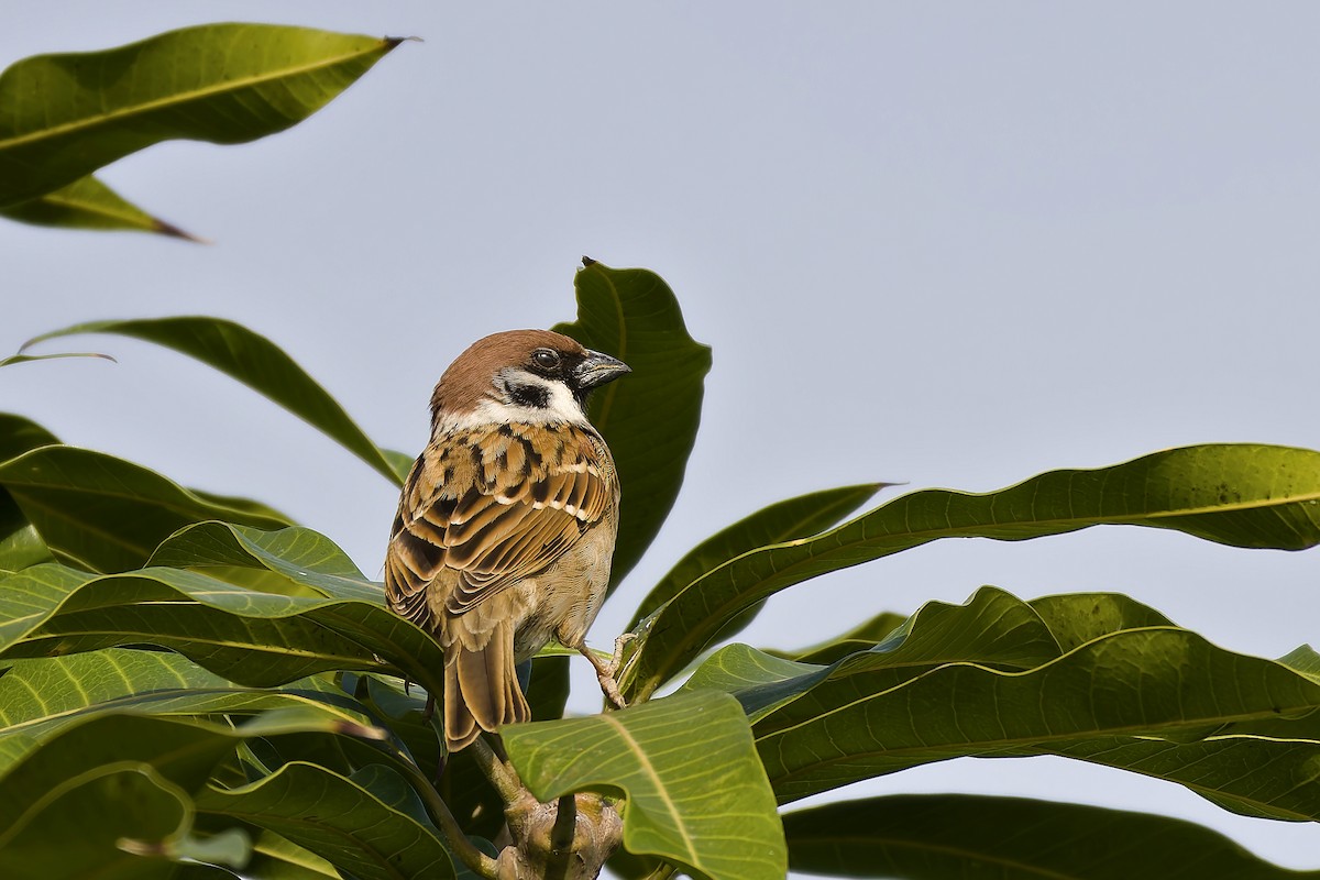 Eurasian Tree Sparrow - ML647022211