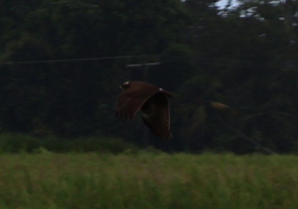Western Marsh Harrier - ML647022212