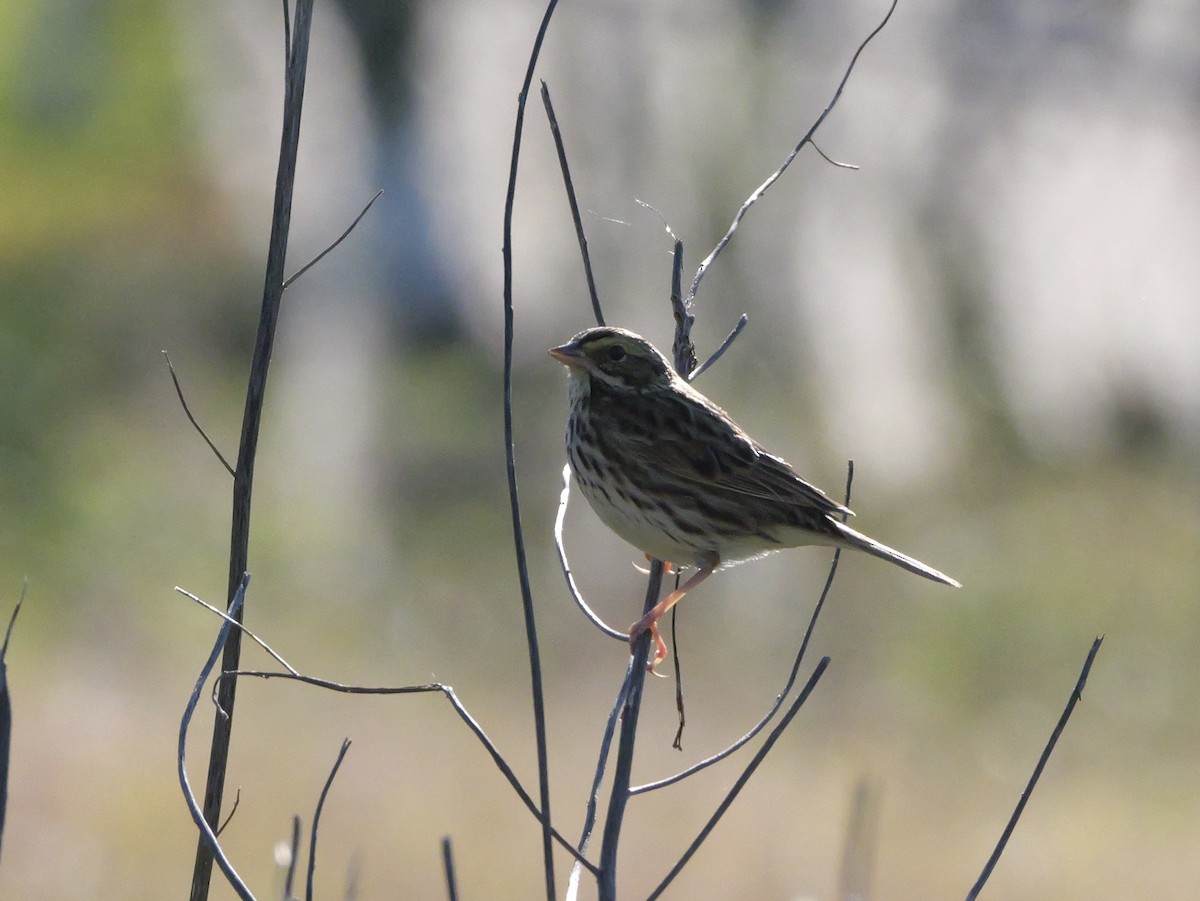 Savannah Sparrow - ML647022225
