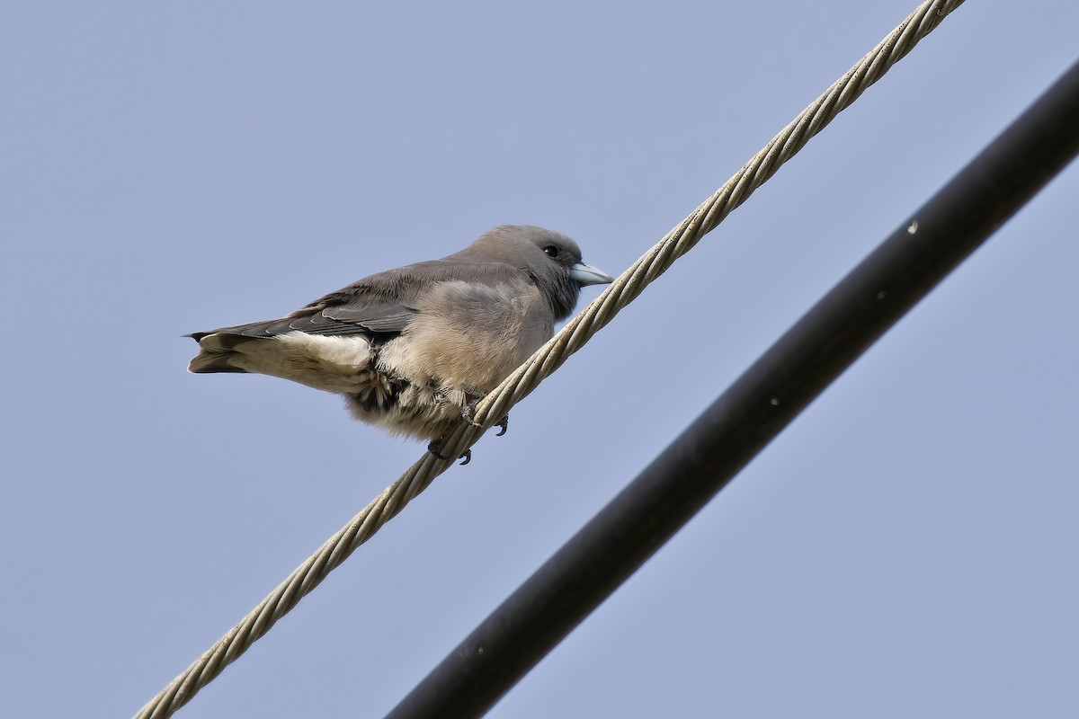 Ashy Woodswallow - ML647022231