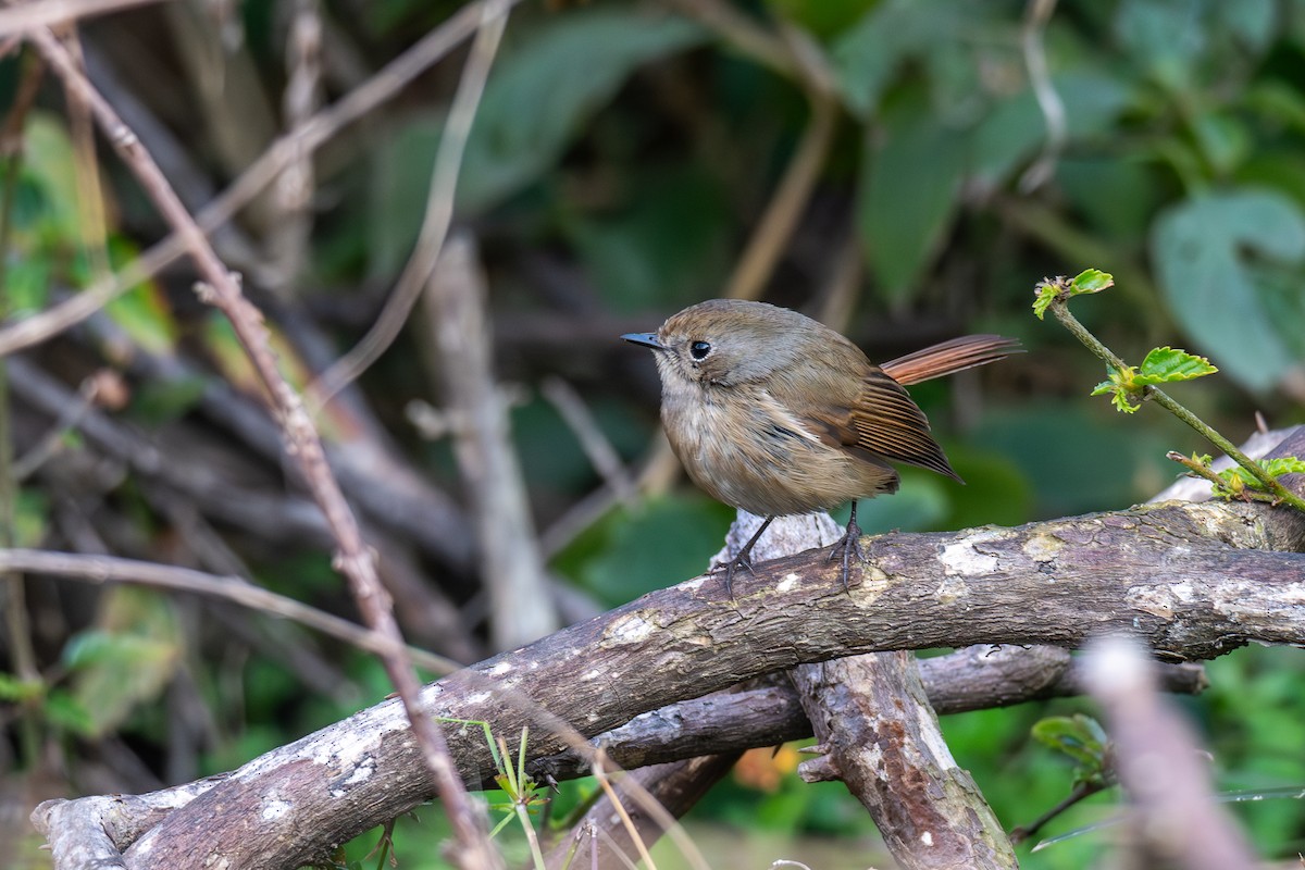 Slaty-blue Flycatcher - ML647022246