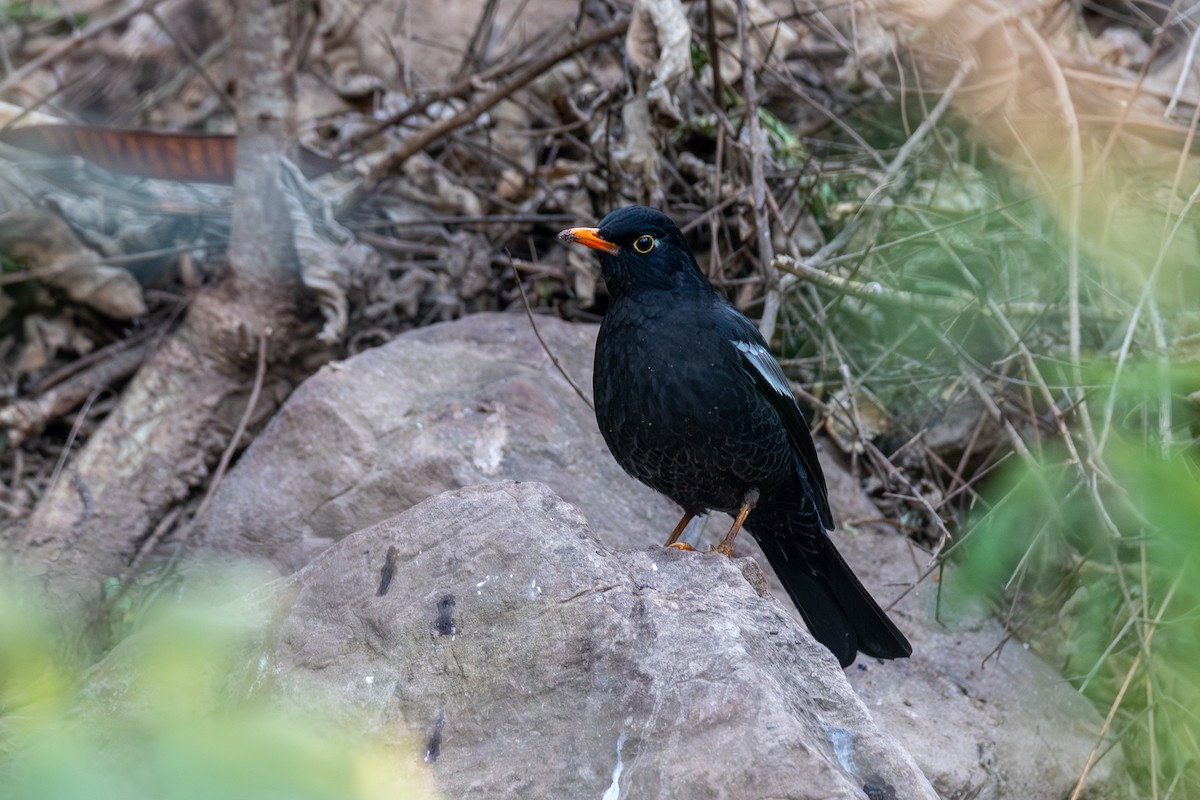 Gray-winged Blackbird - ML647022261