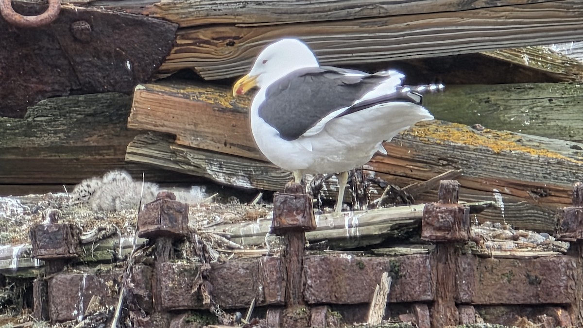 Kelp Gull - ML647022262