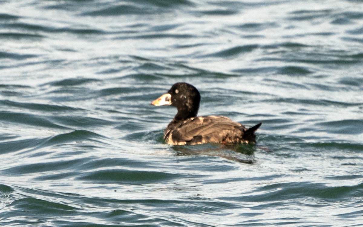 Surf Scoter - ML647022263