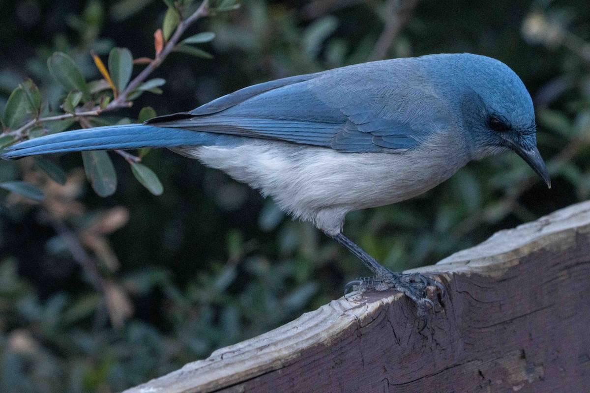 Mexican Jay - ML647022270