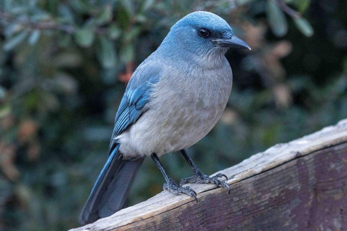 Mexican Jay - ML647022271