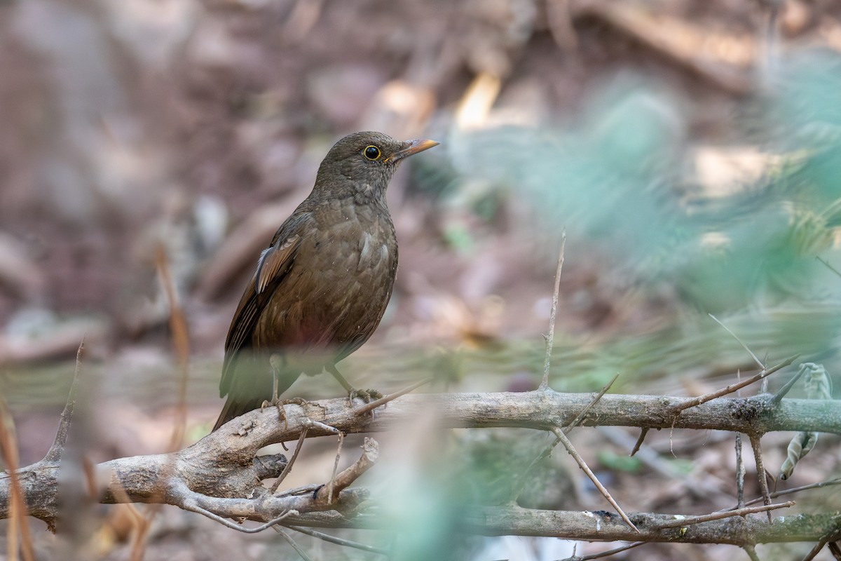Gray-winged Blackbird - ML647022273