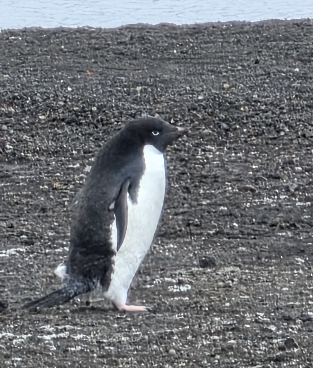 Adelie Penguin - ML647022275