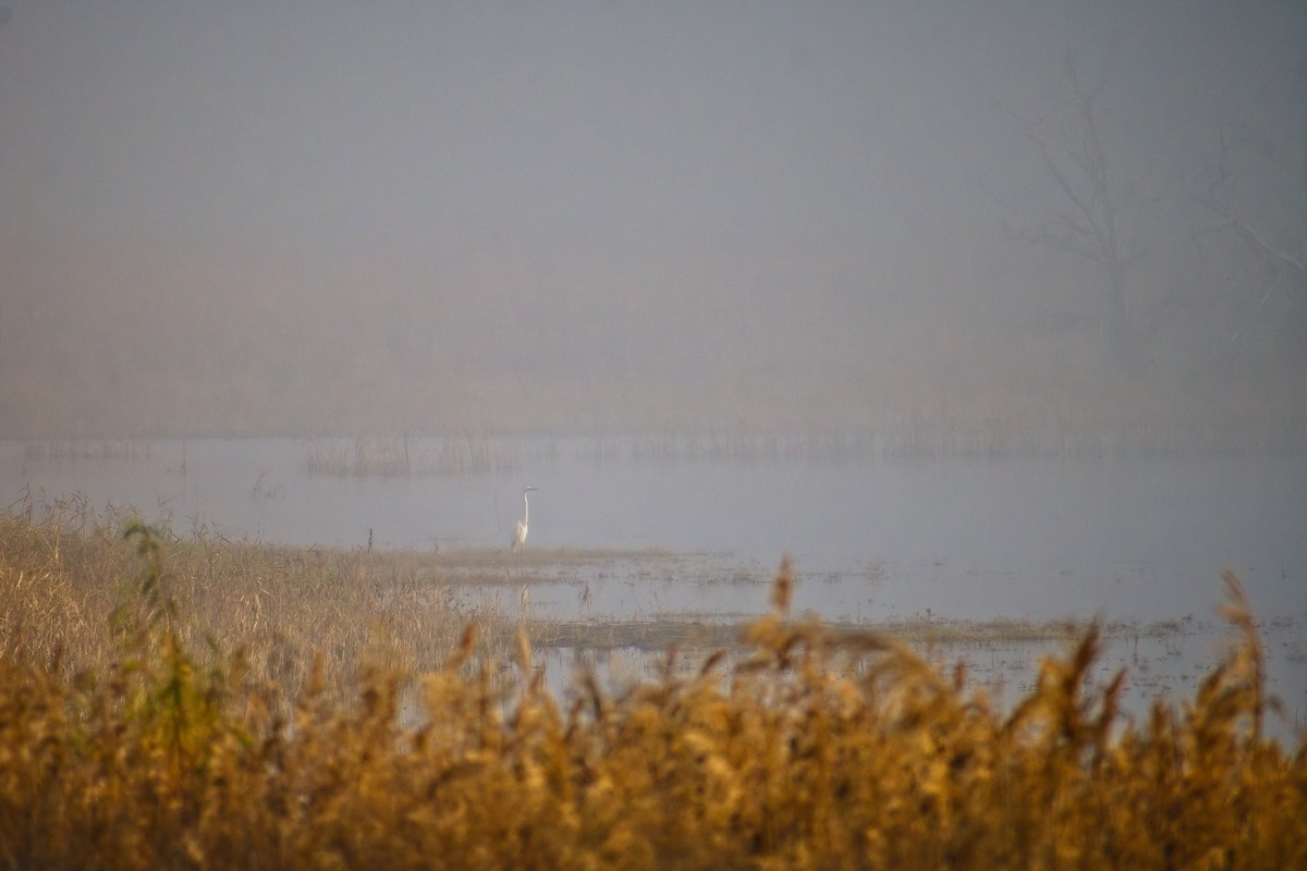 Great Egret - ML647022276