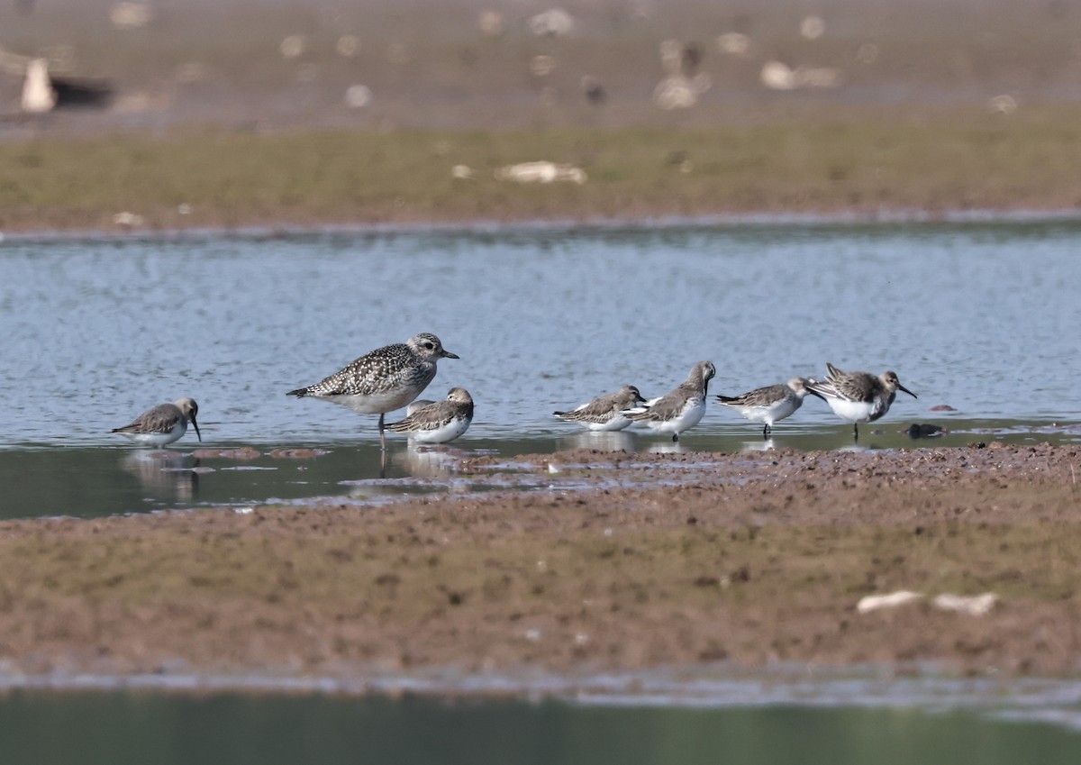 Black-bellied Plover - ML647022277