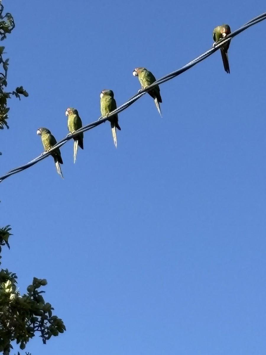 Mitred Parakeet - ML647022279