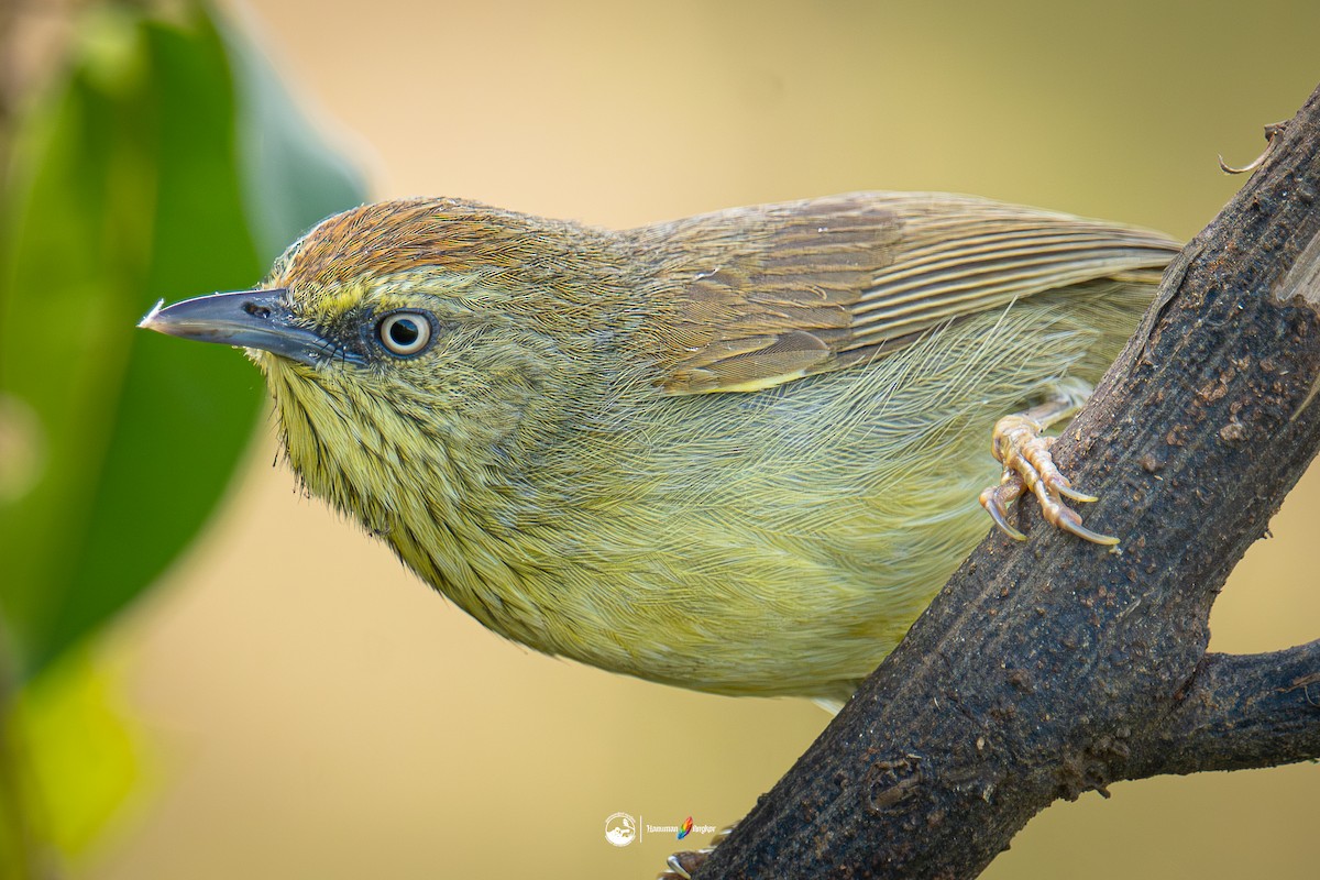 Timalí Goliestriado - ML647022282