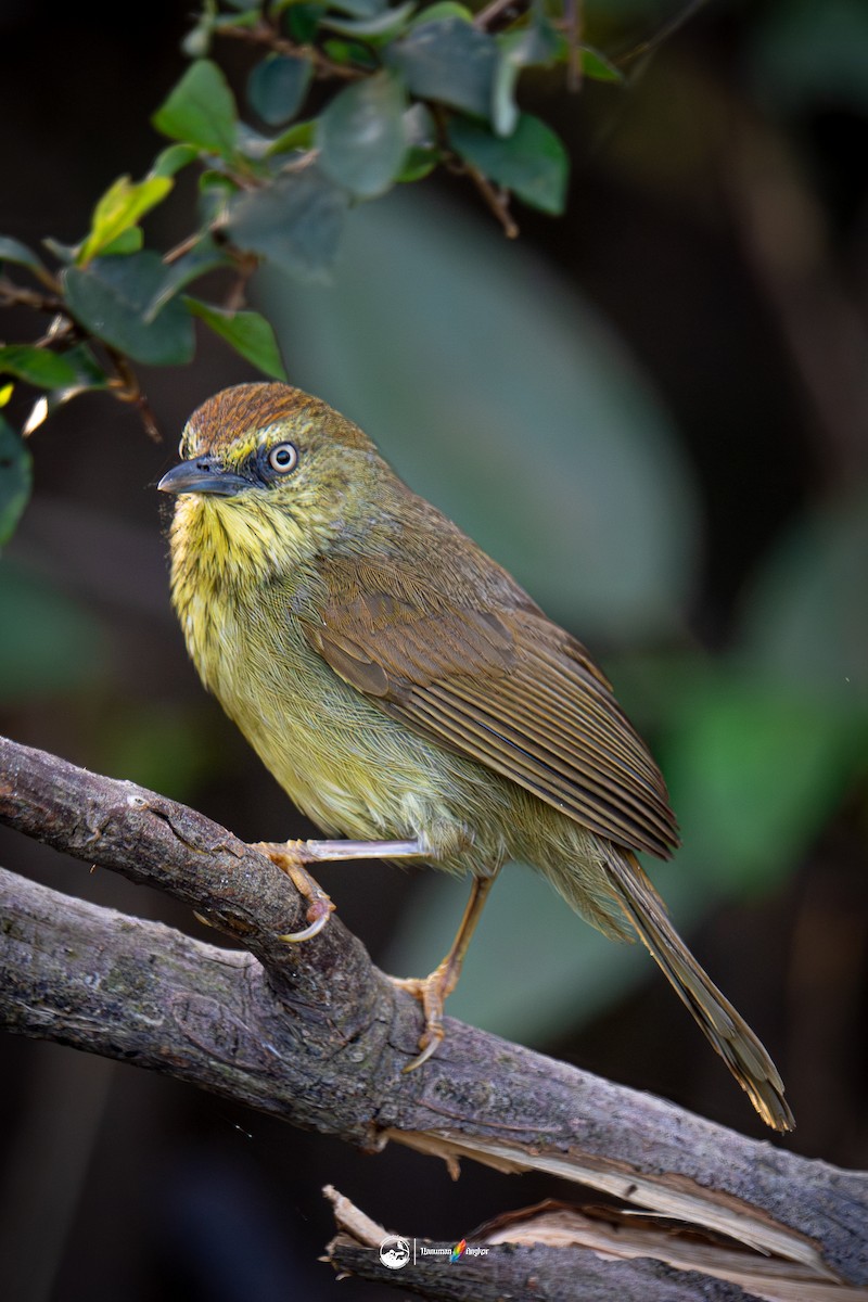 Timalí Goliestriado - ML647022283