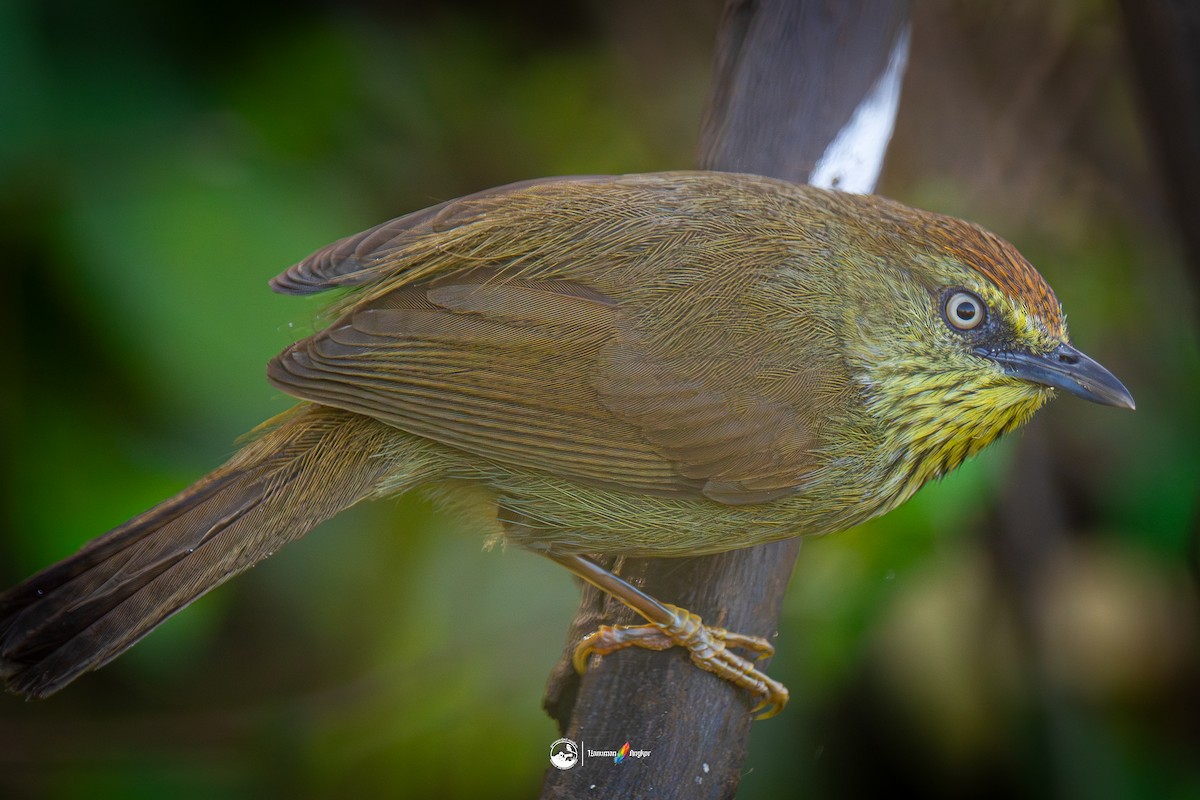 Timalí Goliestriado - ML647022284