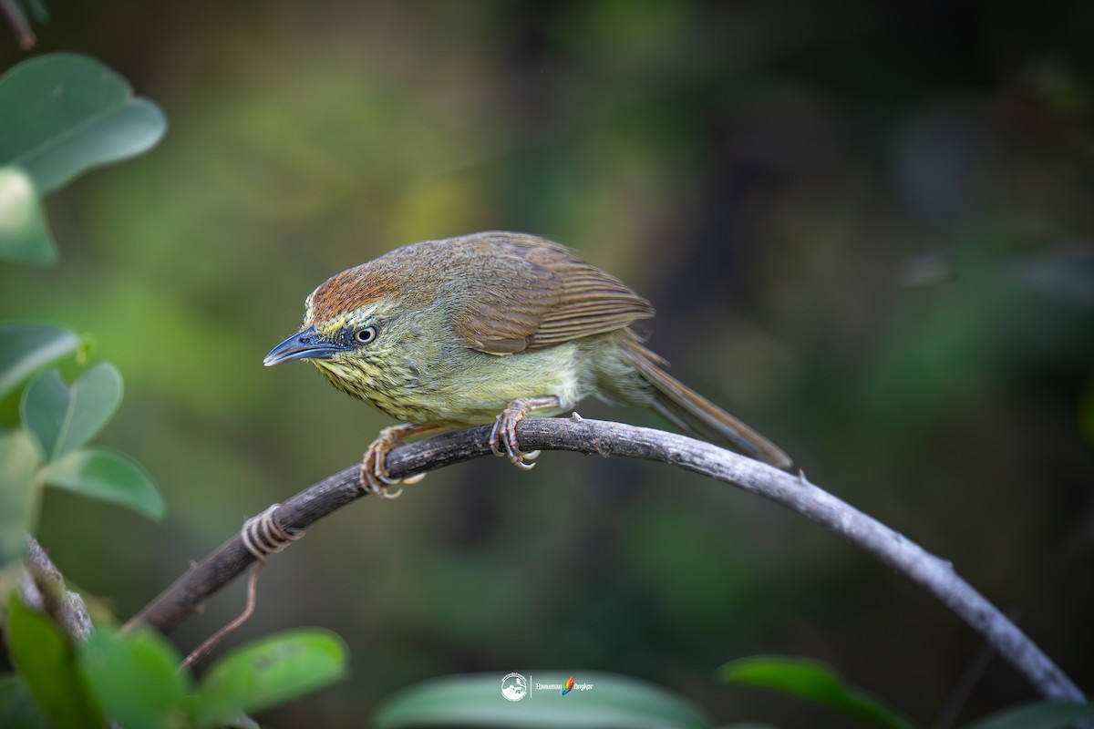 Timalí Goliestriado - ML647022285