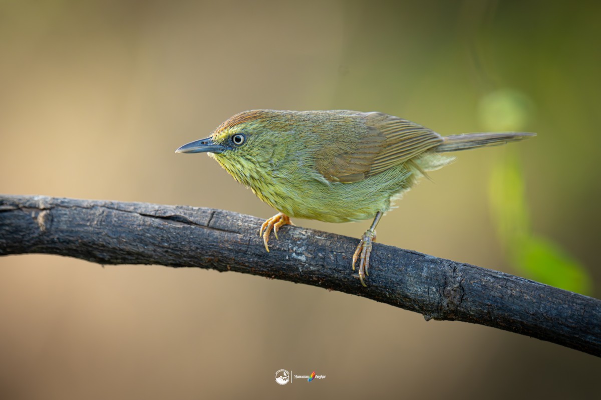 Timalí Goliestriado - ML647022286