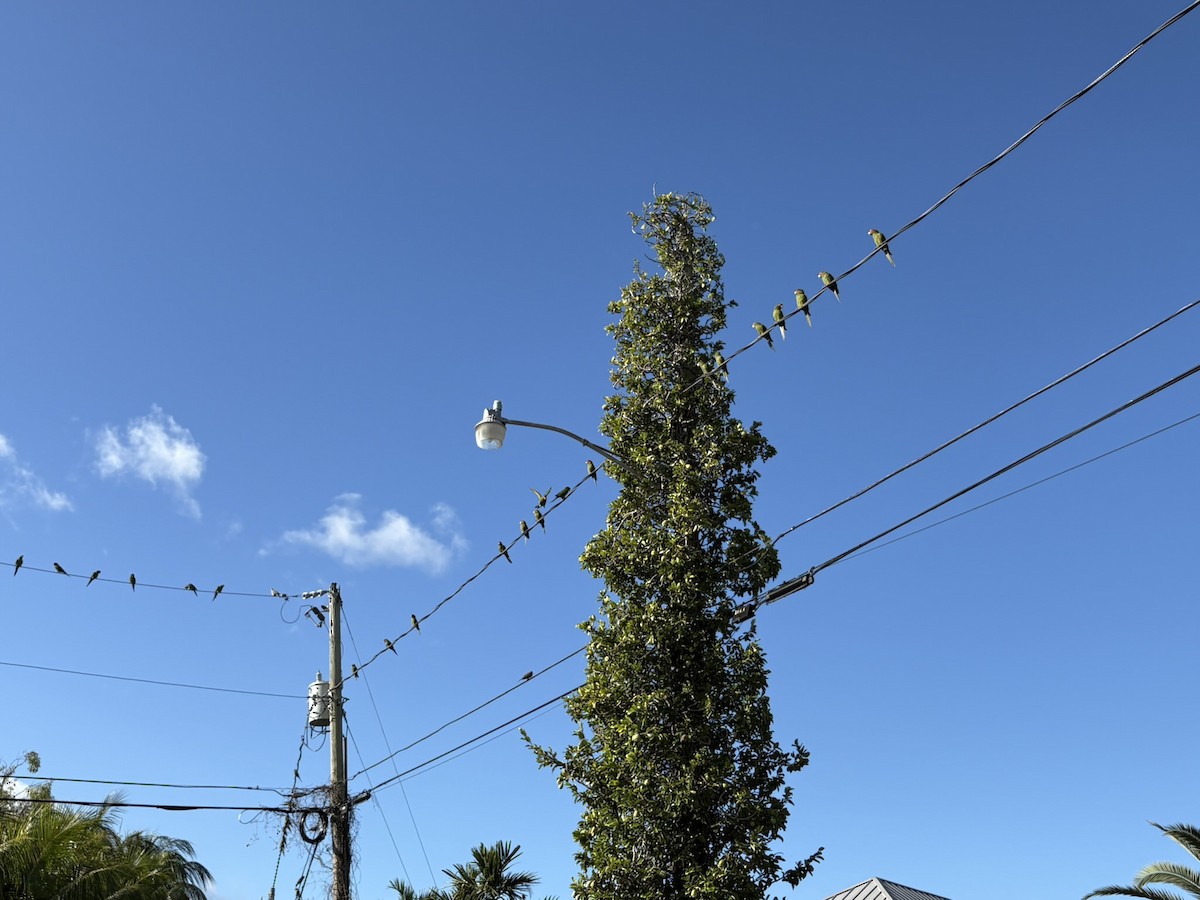 Mitred Parakeet - ML647022293