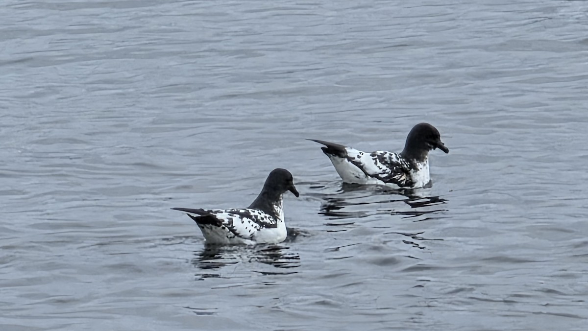 Pintado Petrel (Antarctic) - ML647022297