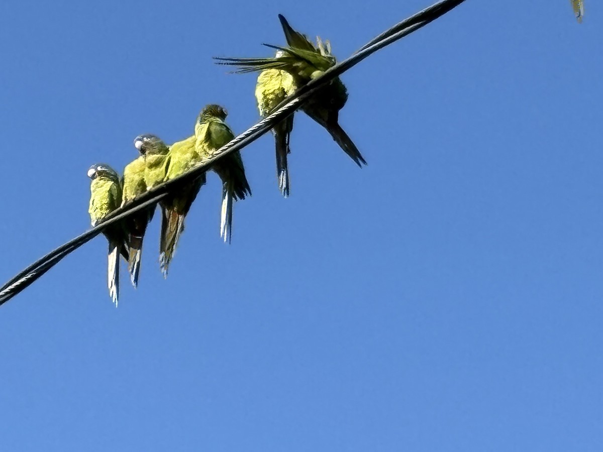 Blue-crowned Parakeet - ML647022298