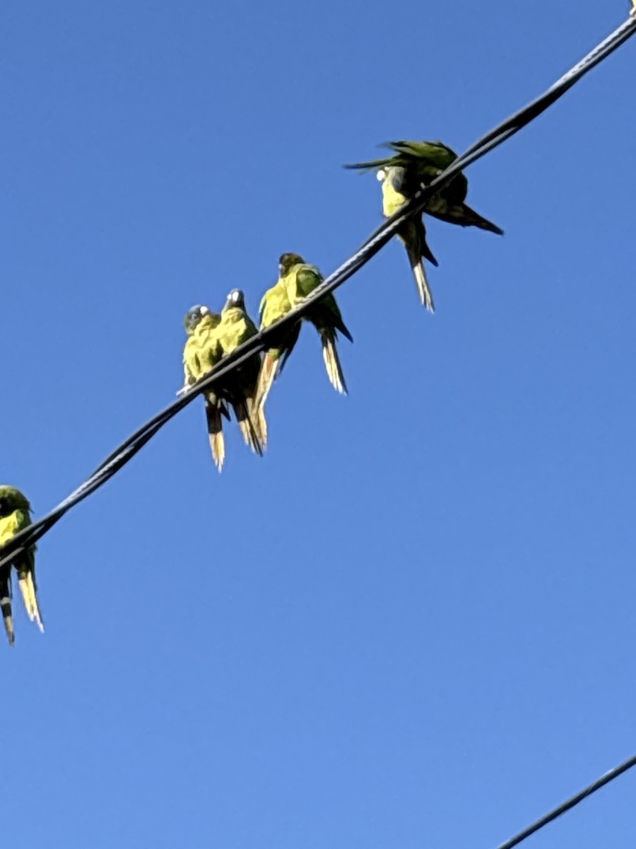 Blue-crowned Parakeet - ML647022299