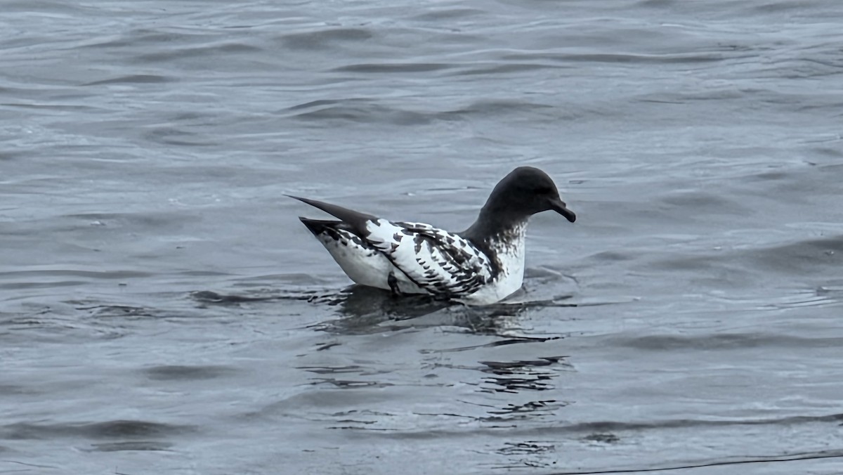 Pintado Petrel (Antarctic) - ML647022302
