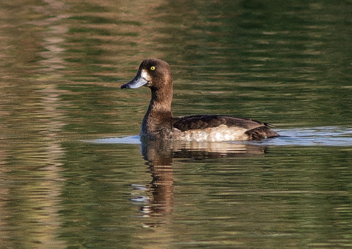 スズガモ - ML647022304